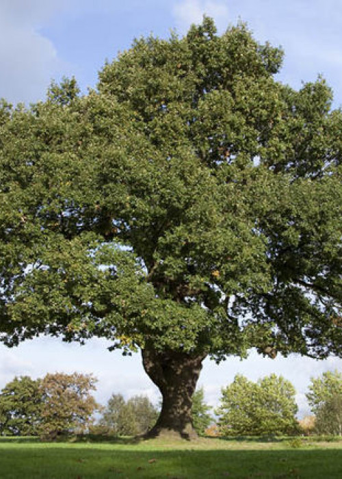 American Oak VS European Oak: Key Differences - The New & Reclaimed